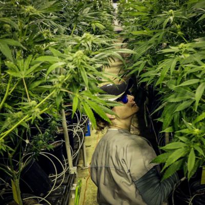 New Jersey Marijuana Legalization NJ in 2020