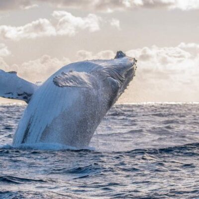 Whale Watching Tours Perth